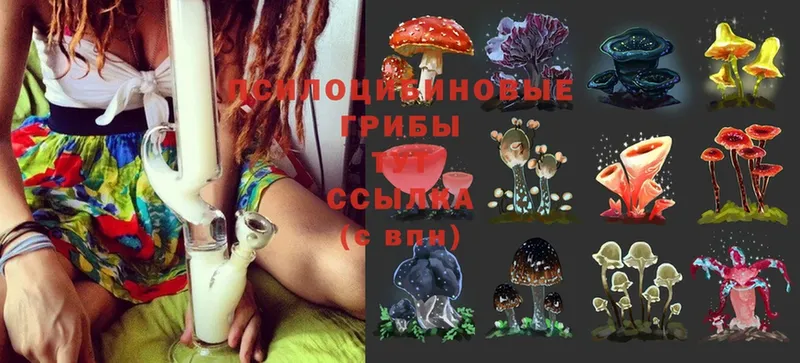 Псилоцибиновые грибы Cubensis  Беслан 